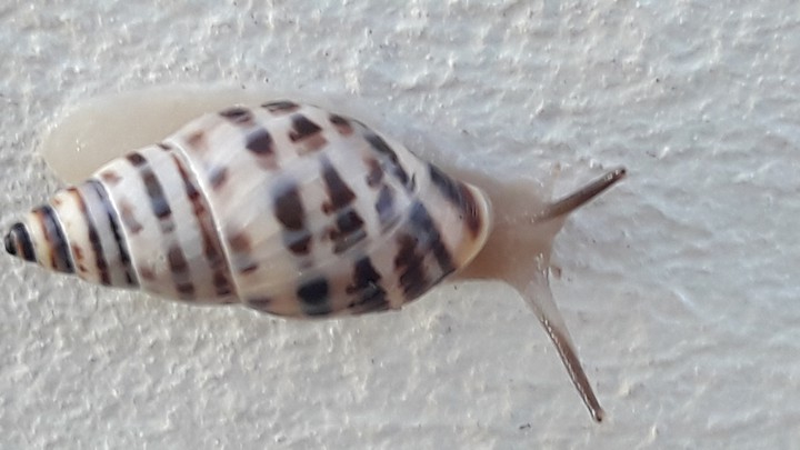 caracola