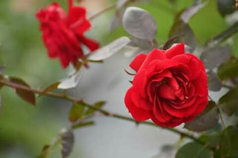 Roses.