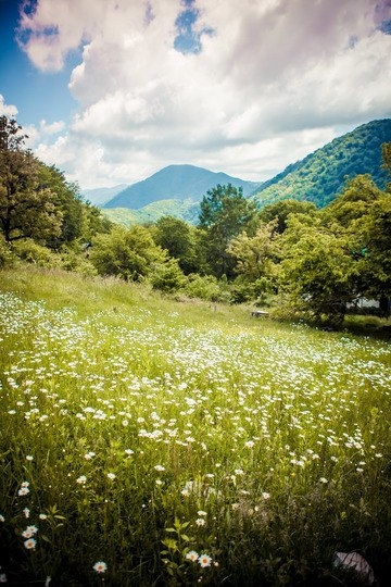 ромашки в горах