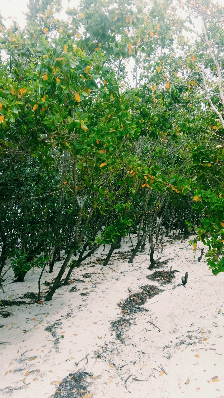 Sand Trail