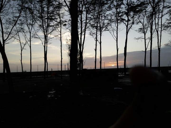woods