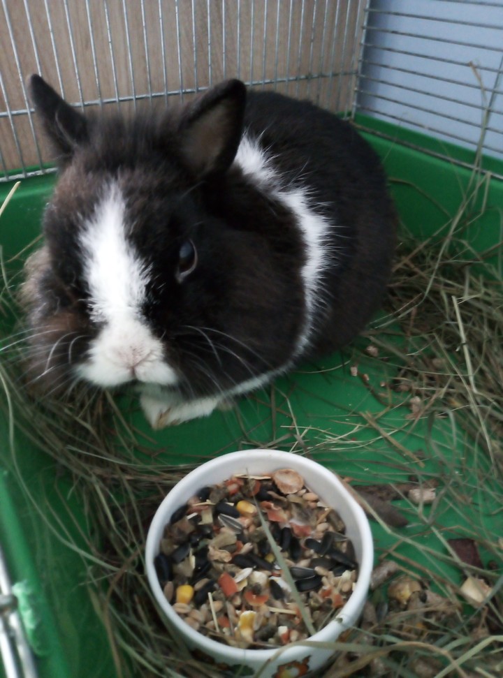 Feliks is my 6 years old rabbit.