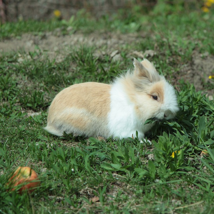 rabbit
