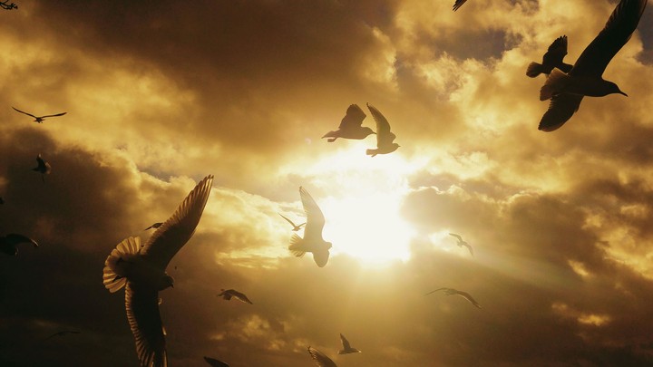 sun and birds