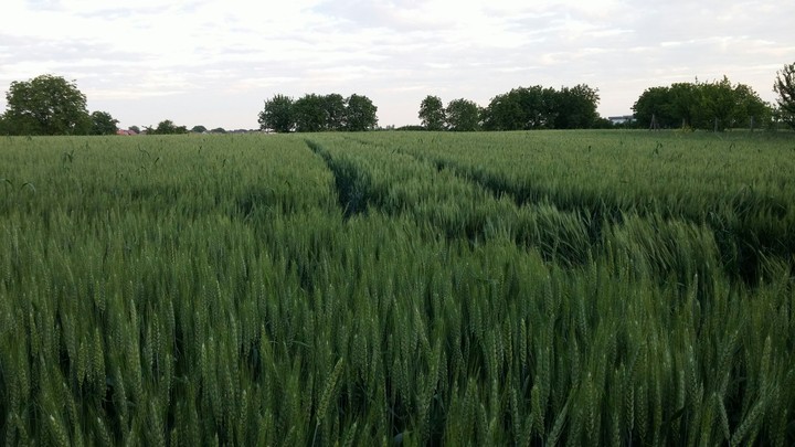 Serbian wheat