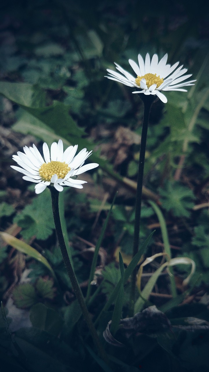 Daisy brothers and unique energy..