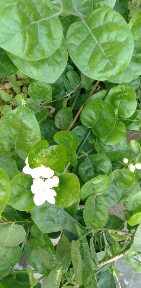 Jasmine