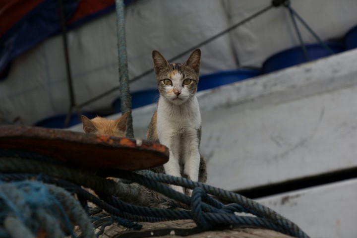 Cat