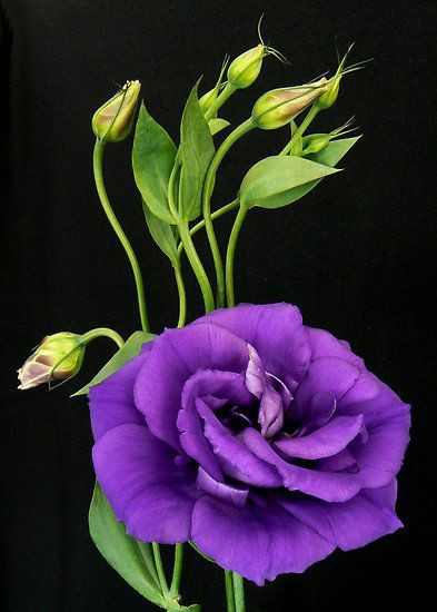 beautiful flowers⚘?⚘