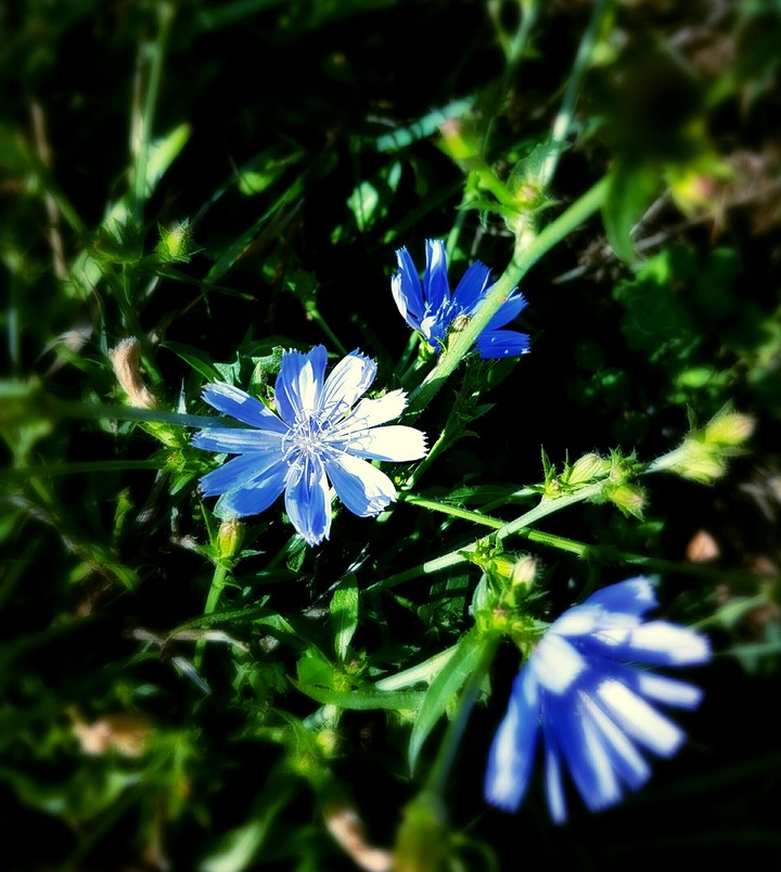 Something Borrowed something Blue