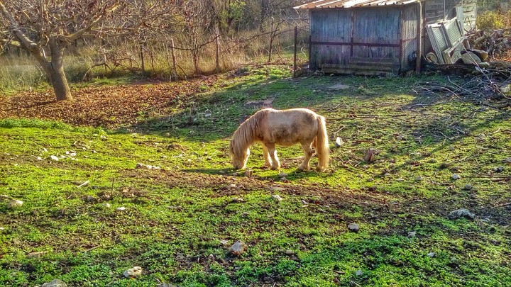 pony