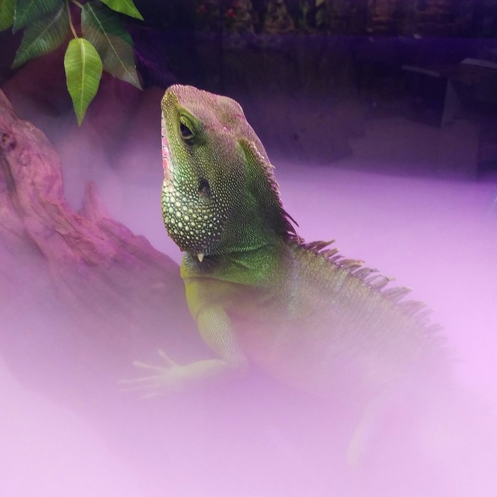 purple lizard 2