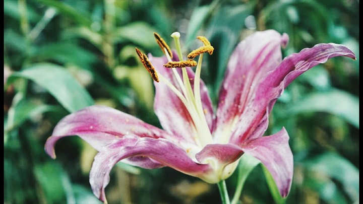 flower