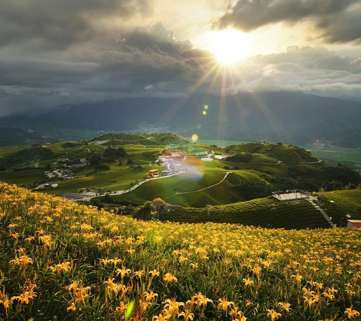 Sun, field, flowers
