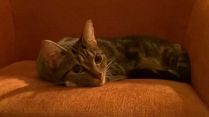 saar my cat