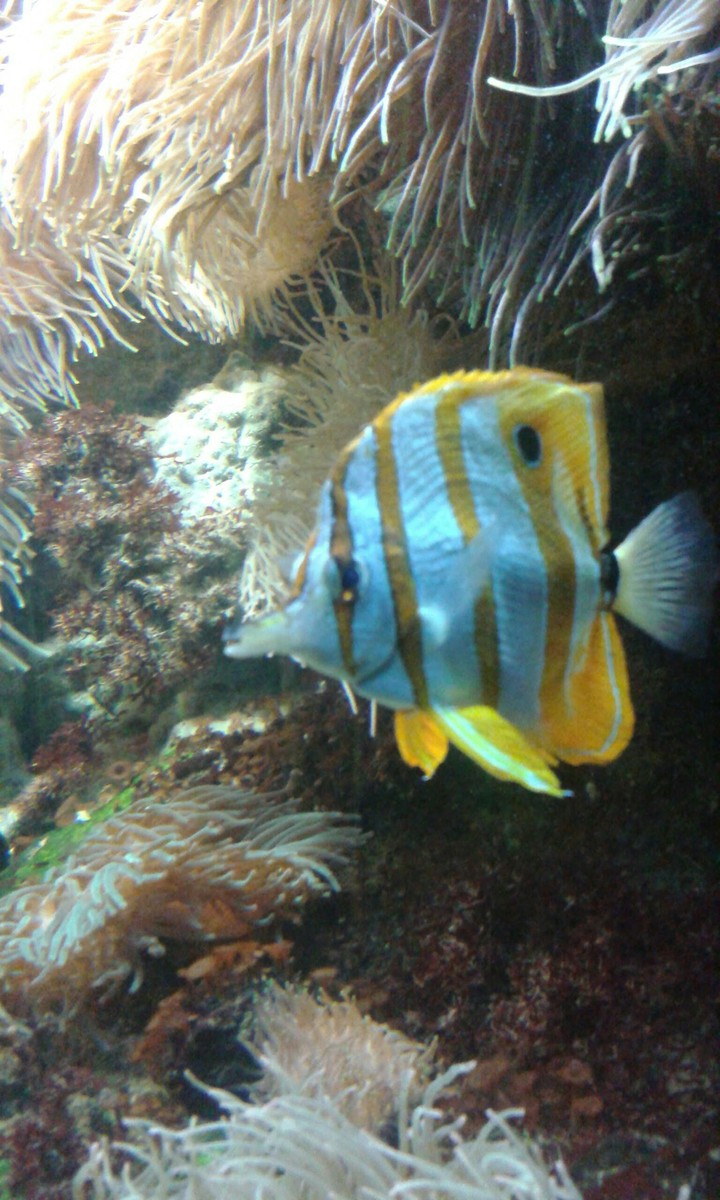 poisson