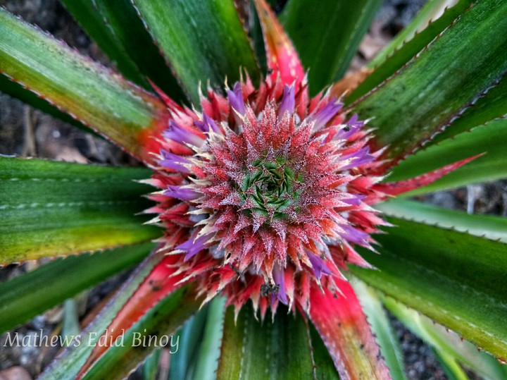 The pineapple