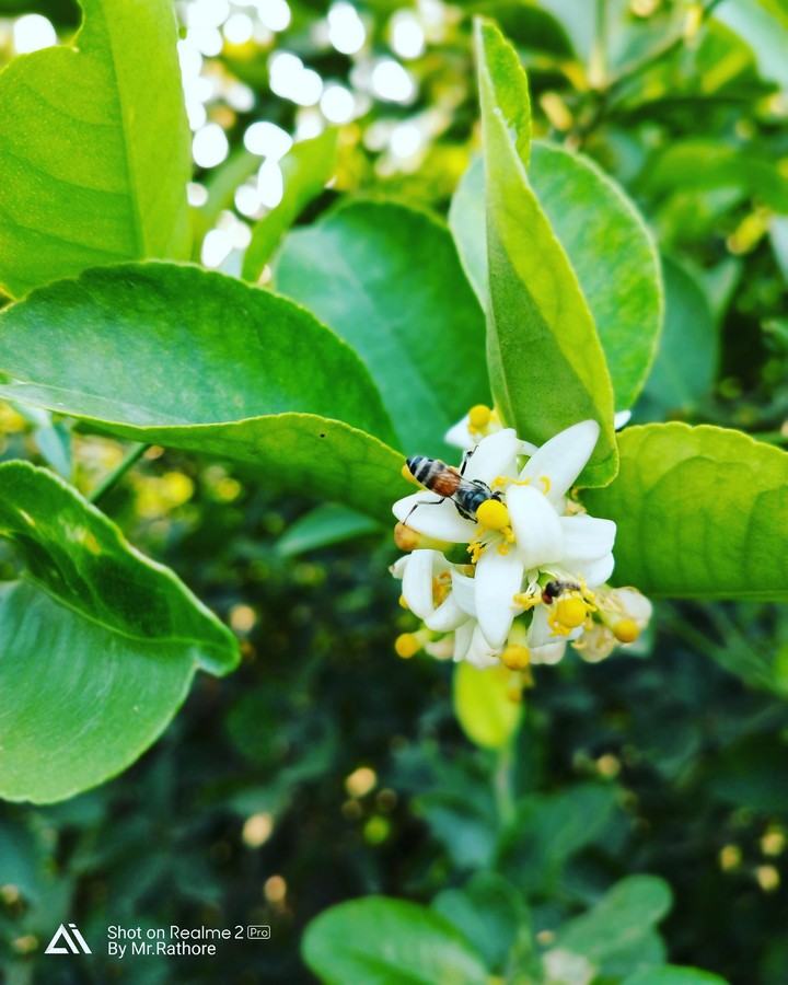 India's bee