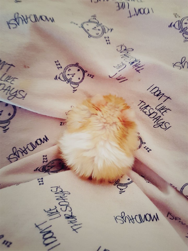 cuddling fur ball.