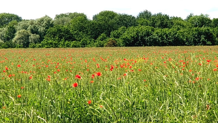 poppies field
