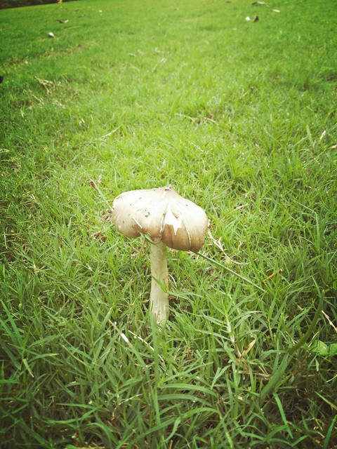 mushroom