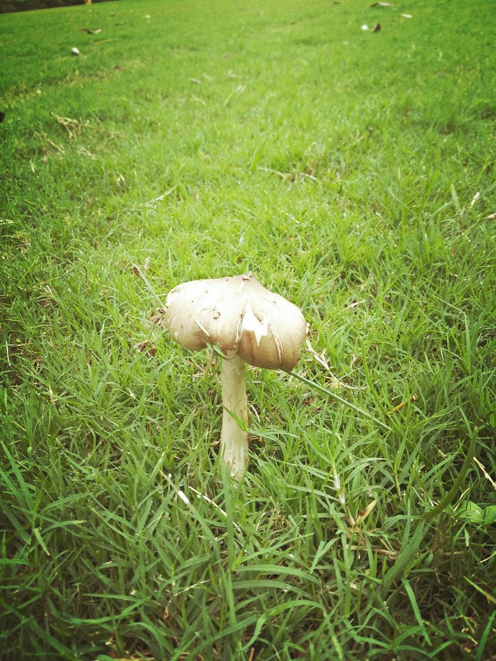 mushroom 
