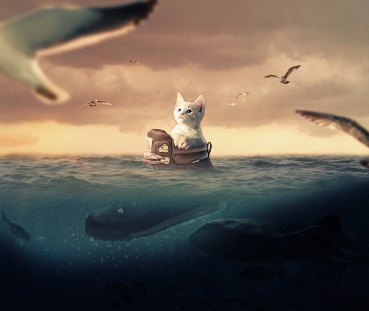 A cat in the sea, sails on a sneaker