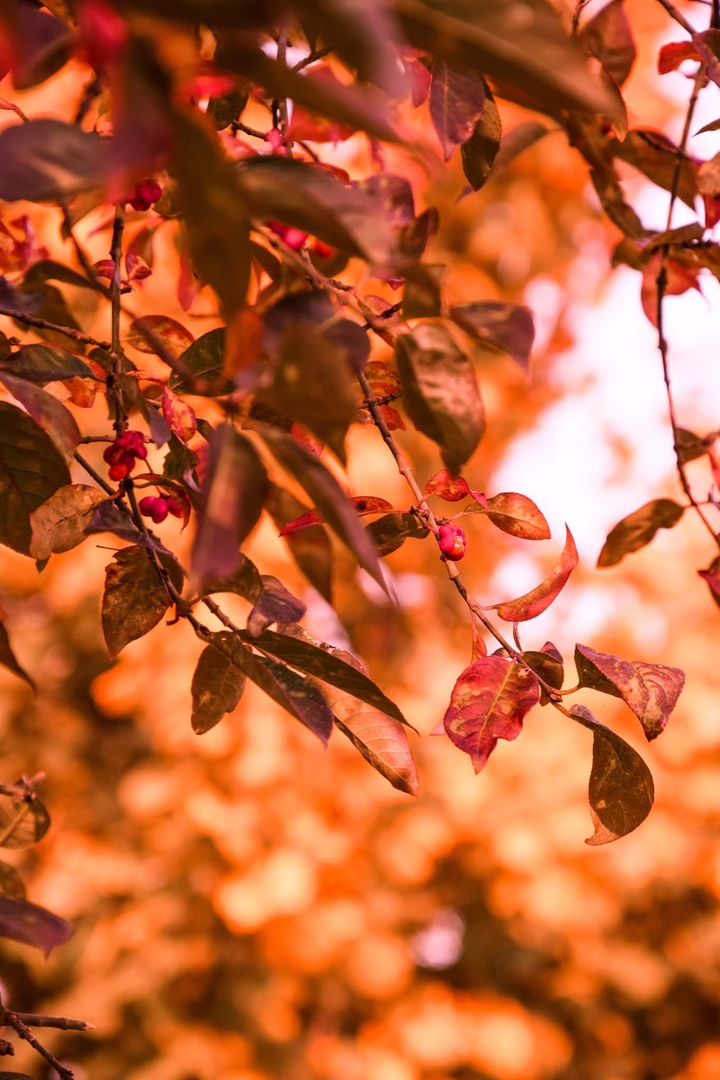 Jesień Autumn