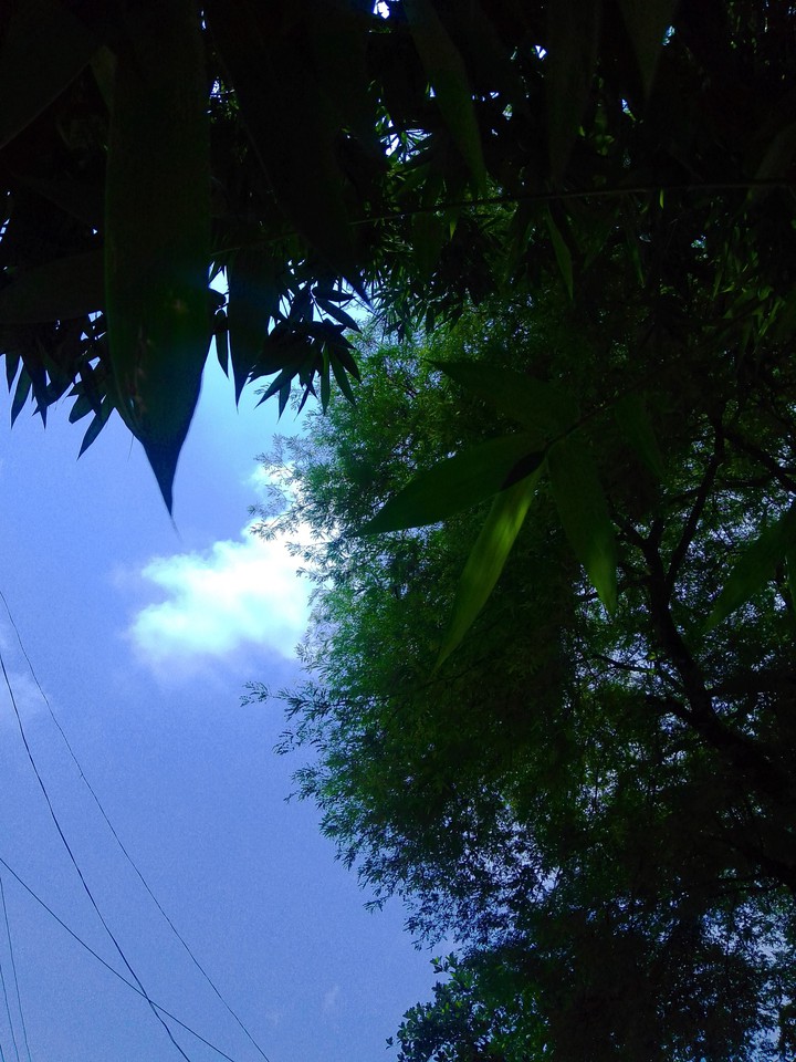 Nature