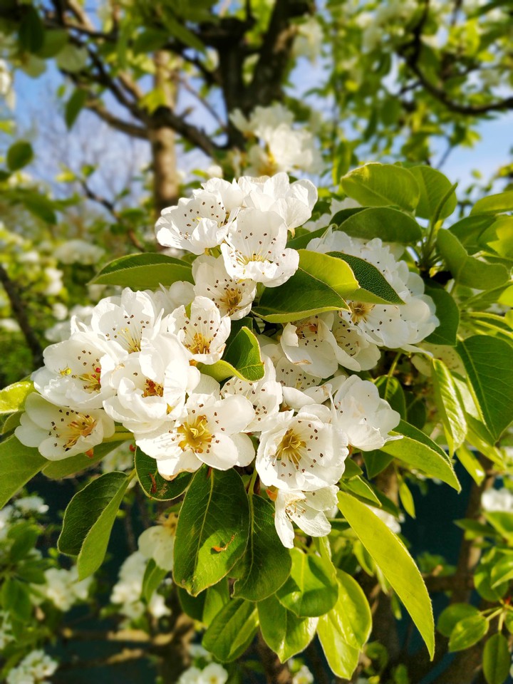 blossom