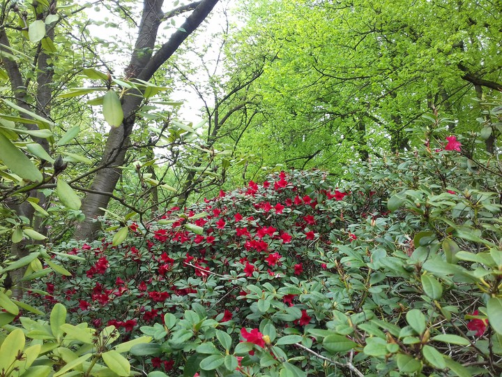 roses