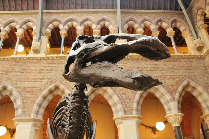 Museum dinosaurs