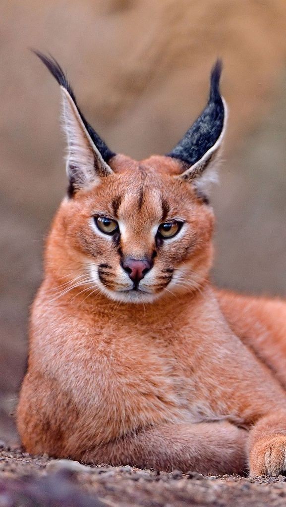 Lynx