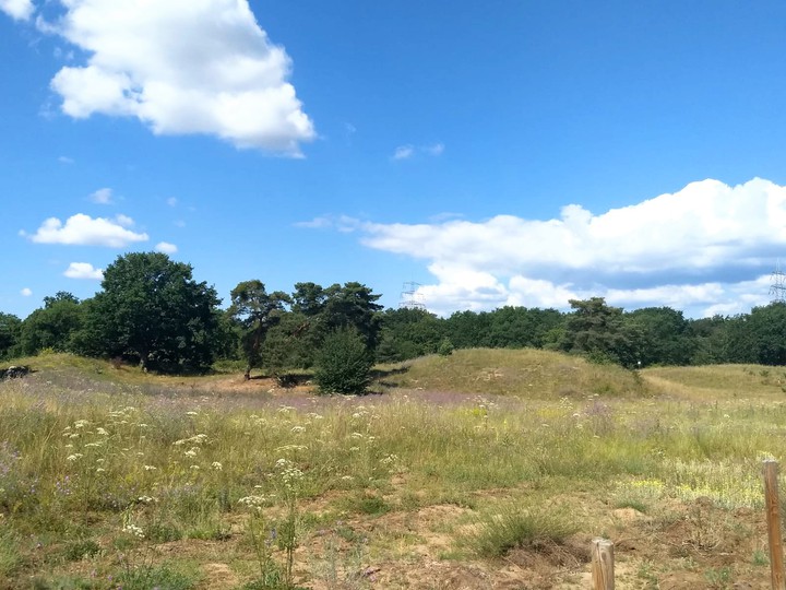 beautiful day in the heath