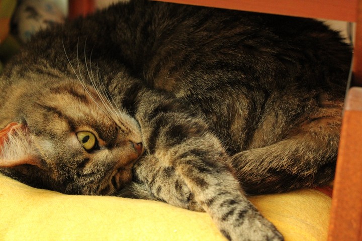 cat