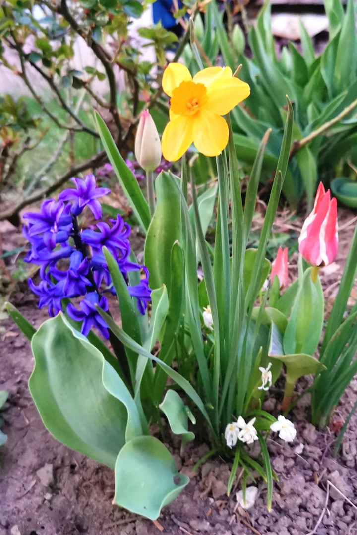 Frühlingsgefühle, Frühlingsblumen