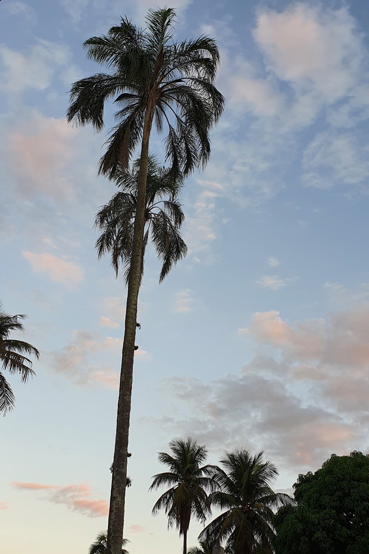 natureza