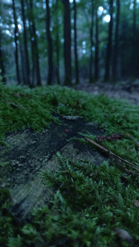 wood, plant wallpapers