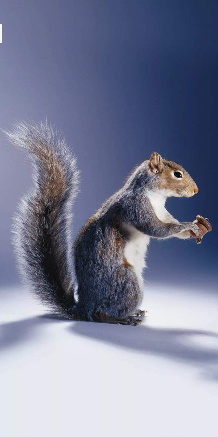 Anil/ squirrel