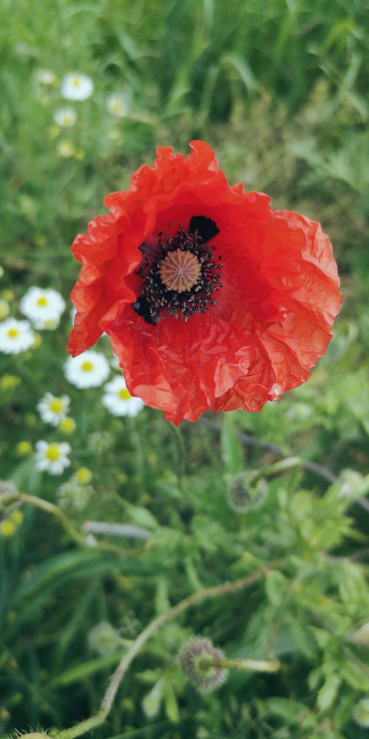Klatschmohn