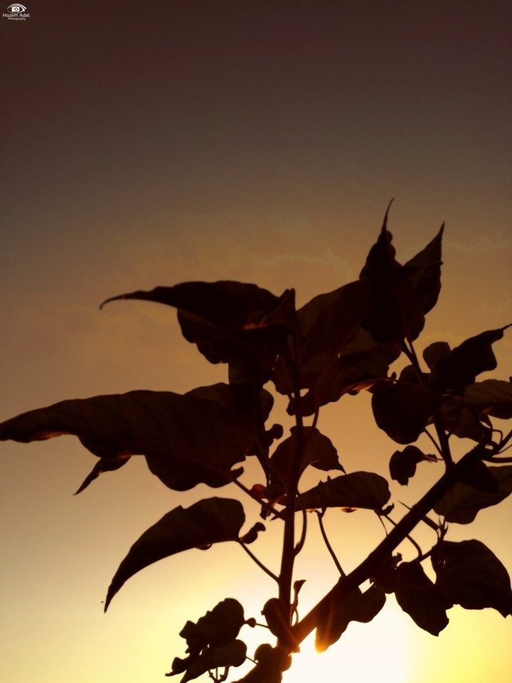 Plant