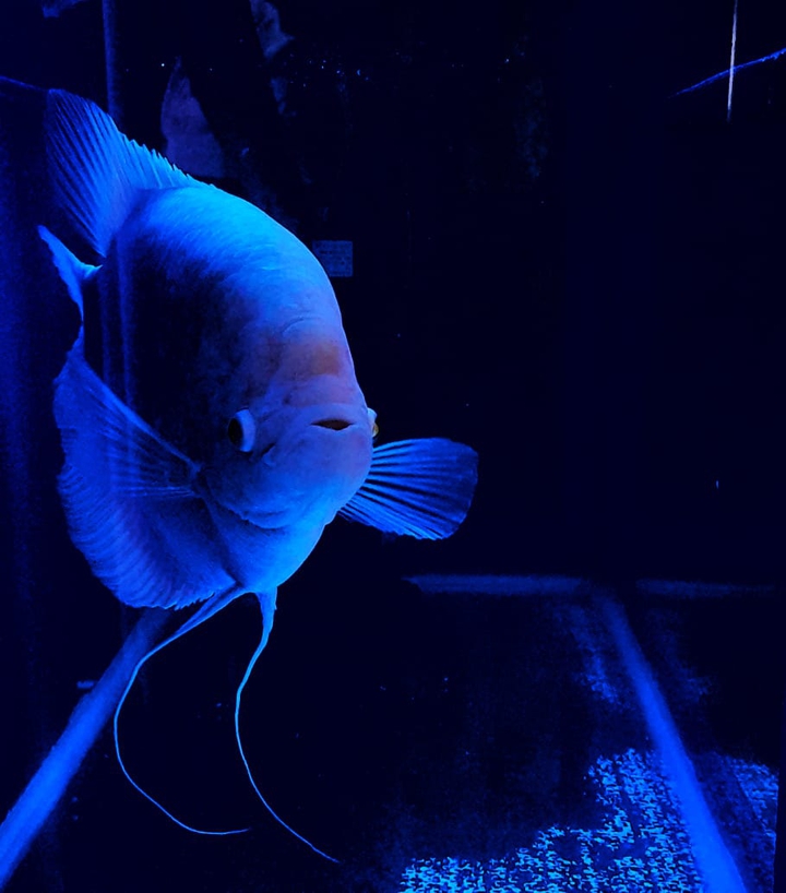 fish