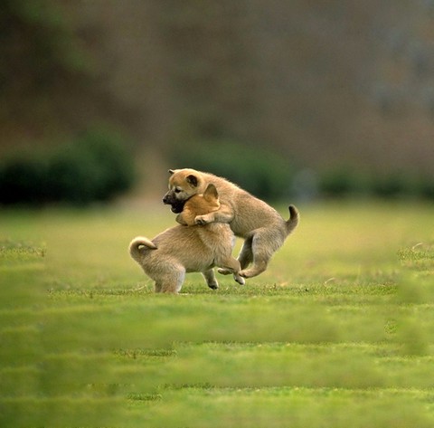 Cute Puppies