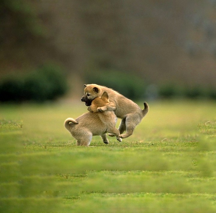 Cute Puppies