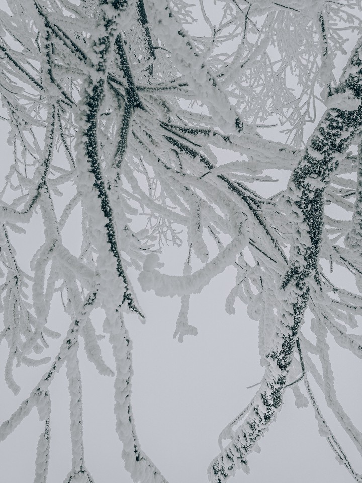 winter Siberian