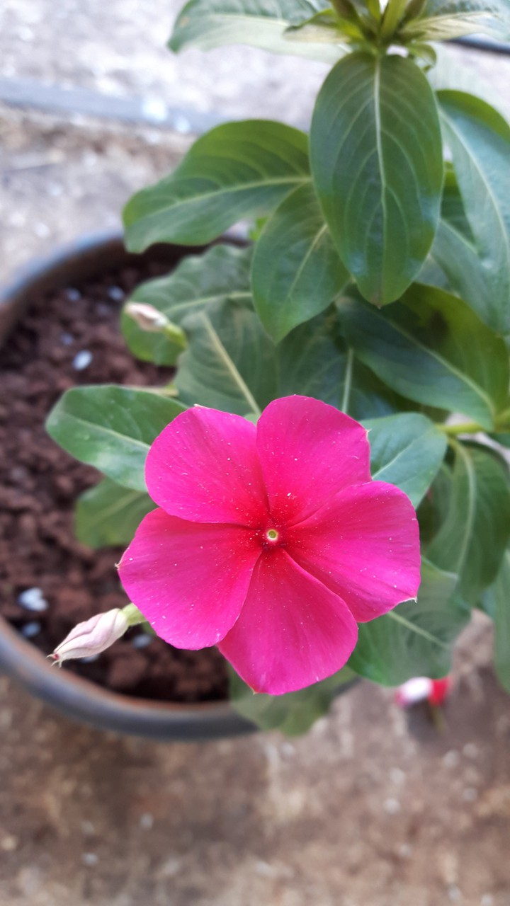 Pink Periwinkle