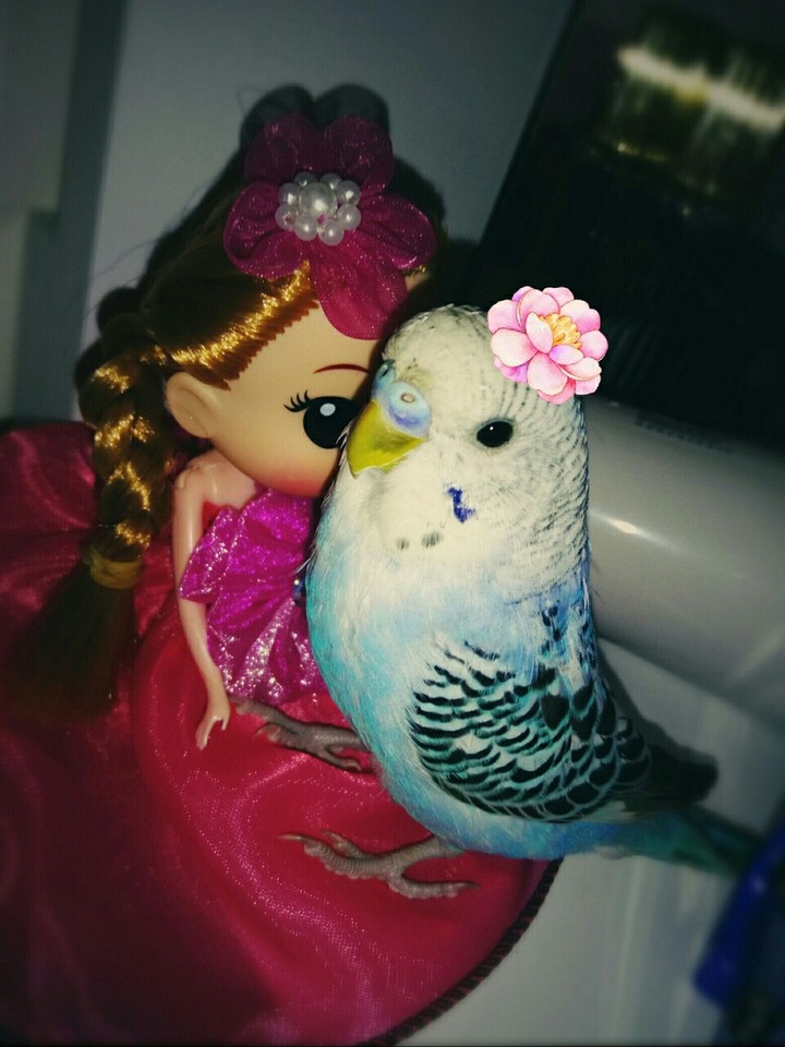 My bird