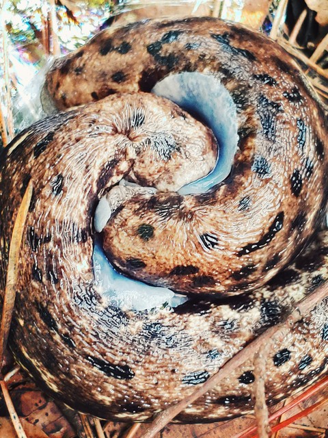 organism, serpent壁纸