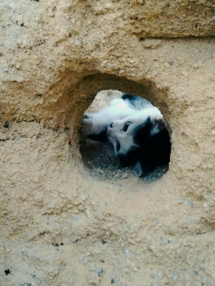 cat