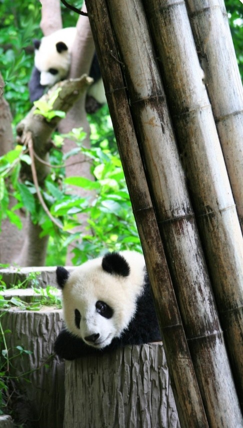 kut panda